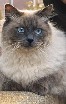 crimson the cat, close up of his brown face and blue eyes